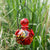 LunaLite Globe Hummingbird Feeder - Red